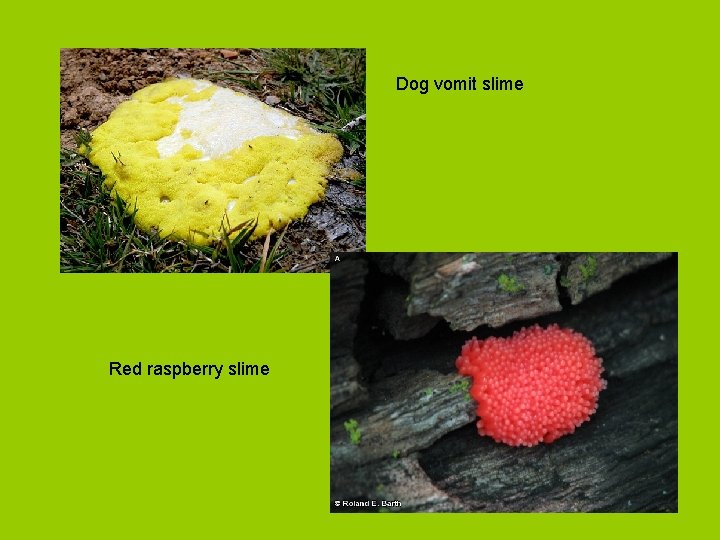 Dog vomit slime Red raspberry slime 