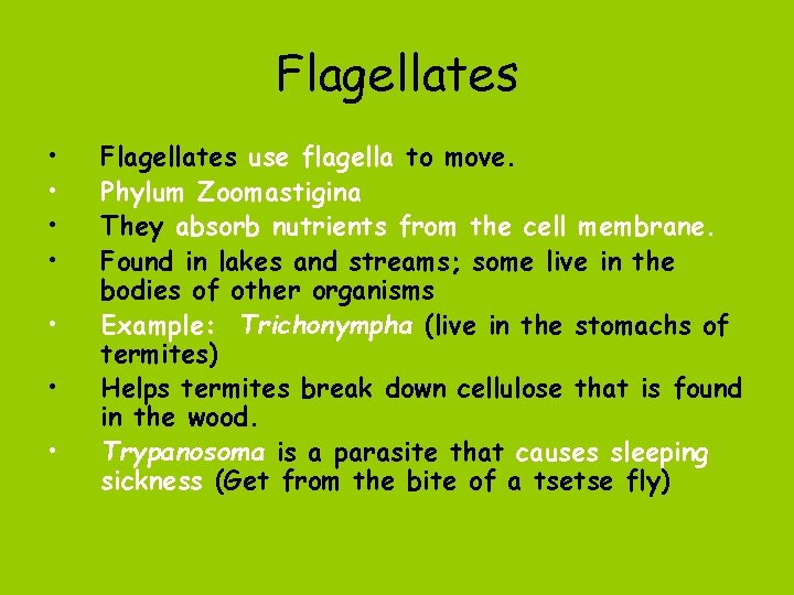Flagellates • • Flagellates use flagella to move. Phylum Zoomastigina They absorb nutrients from