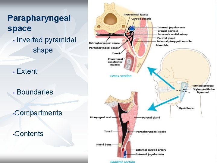 Parapharyngeal space • Inverted pyramidal shape • Extent • Boundaries Compartments • Contents •