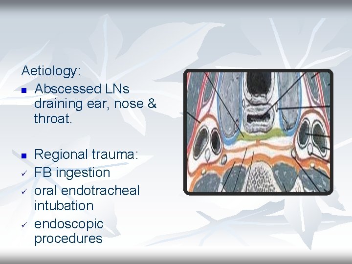 Aetiology: n Abscessed LNs draining ear, nose & throat. n ü ü ü Regional