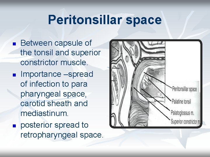 Peritonsillar space n n n Between capsule of the tonsil and superior constrictor muscle.