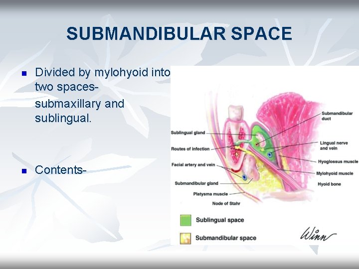 SUBMANDIBULAR SPACE n n Divided by mylohyoid into two spacessubmaxillary and sublingual. Contents- 