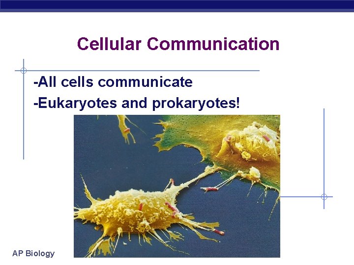 Cellular Communication -All cells communicate -Eukaryotes and prokaryotes! AP Biology 