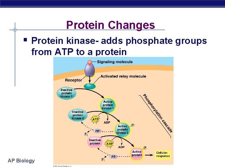 Protein Changes § Protein kinase- adds phosphate groups from ATP to a protein AP