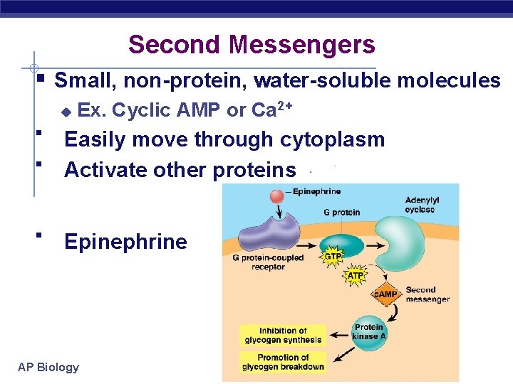 Second Messengers § Small, non-protein, water-soluble molecules u Ex. Cyclic AMP or Ca 2+