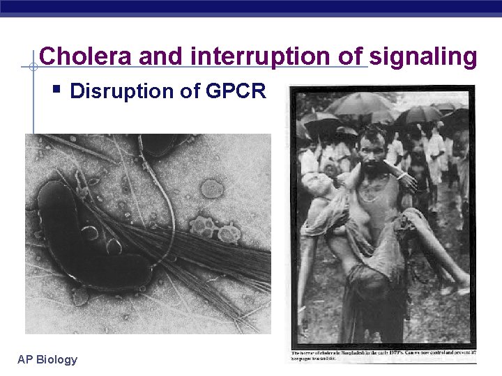 Cholera and interruption of signaling § Disruption of GPCR AP Biology 