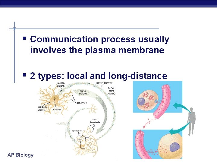 § Communication process usually involves the plasma membrane § 2 types: local and long-distance