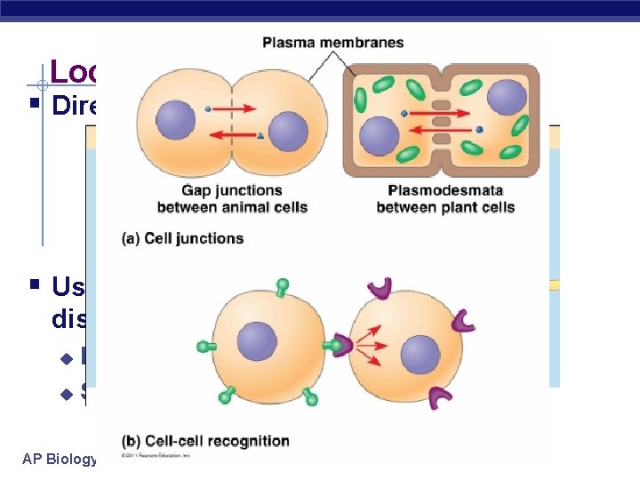 Local Signaling § Direct contact § Gap junctions or plasmodesmata w Cytoplasms of cells