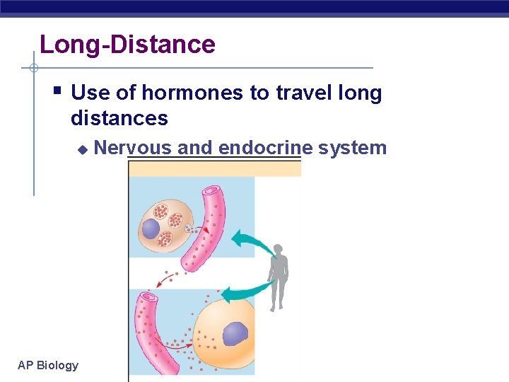 Long-Distance § Use of hormones to travel long distances u AP Biology Nervous and