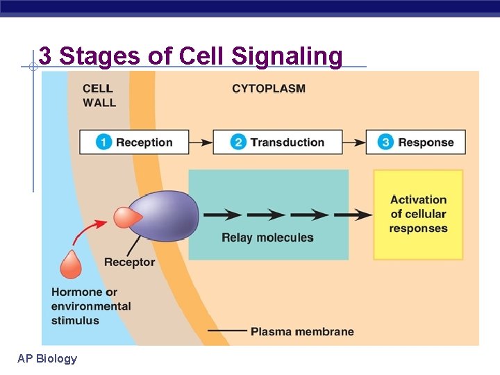 3 Stages of Cell Signaling AP Biology 