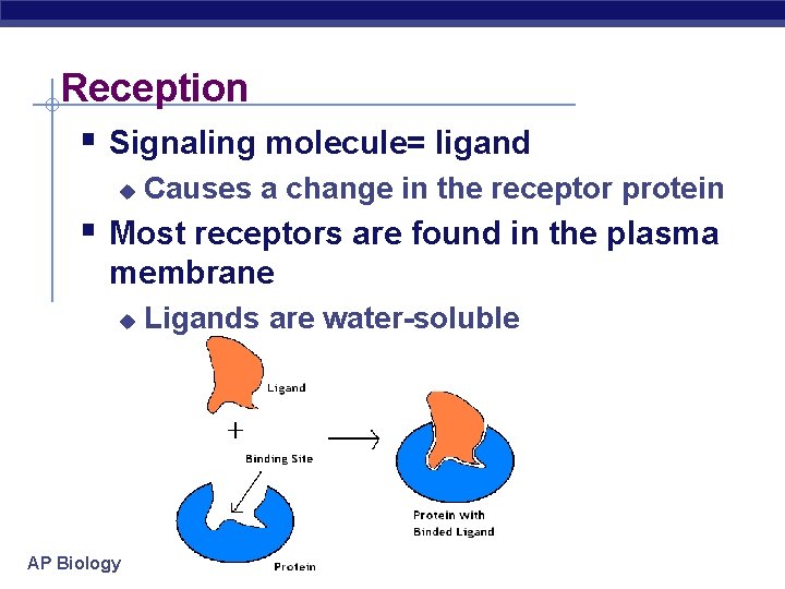Reception § Signaling molecule= ligand u Causes a change in the receptor protein §