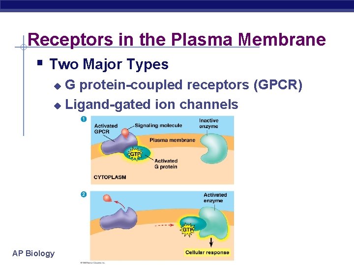 Receptors in the Plasma Membrane § Two Major Types G protein-coupled receptors (GPCR) u