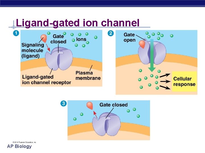 Ligand-gated ion channel AP Biology 