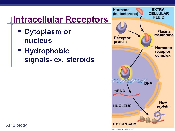 Intracellular Receptors § Cytoplasm or § nucleus Hydrophobic signals- ex. steroids AP Biology 