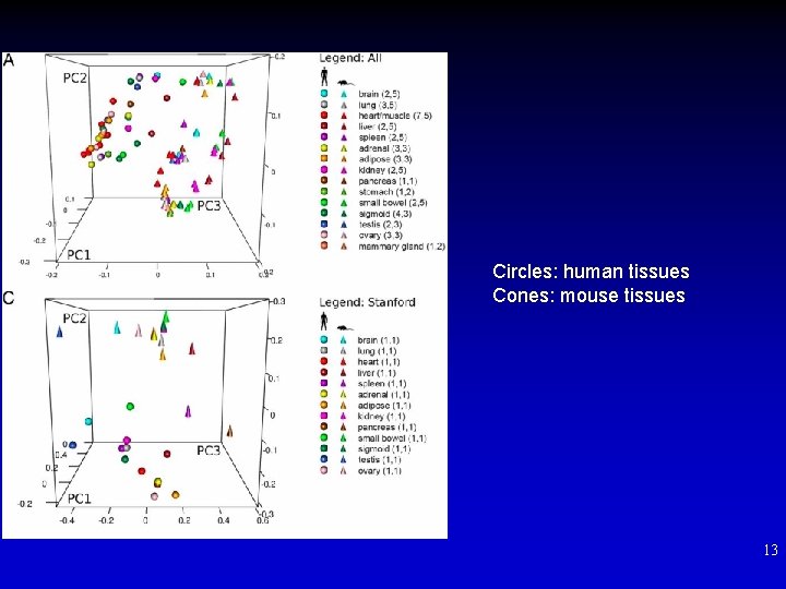 Circles: human tissues Cones: mouse tissues 13 