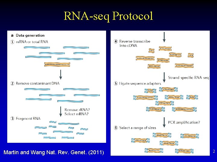 RNA-seq Protocol Martin and Wang Nat. Rev. Genet. (2011) 2 