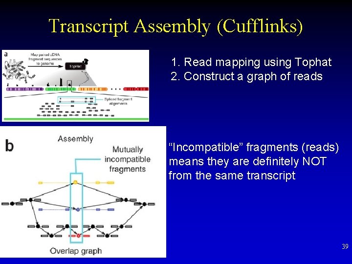 Transcript Assembly (Cufflinks) 1. Read mapping using Tophat 2. Construct a graph of reads