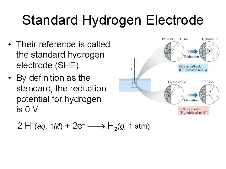 Standard Hydrogen Electrode • Their reference is called the standard hydrogen electrode (SHE). •