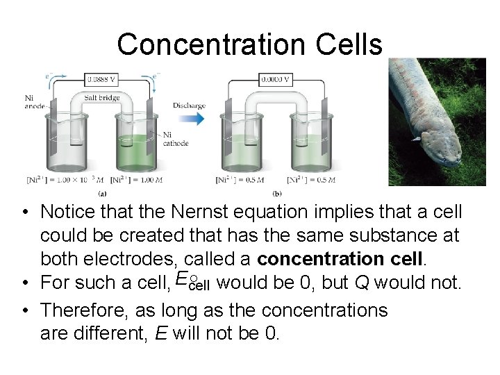 Concentration Cells • Notice that the Nernst equation implies that a cell could be