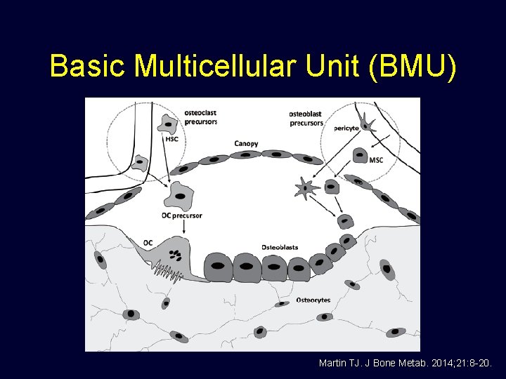 Basic Multicellular Unit (BMU) Martin TJ. J Bone Metab. 2014; 21: 8 -20. 