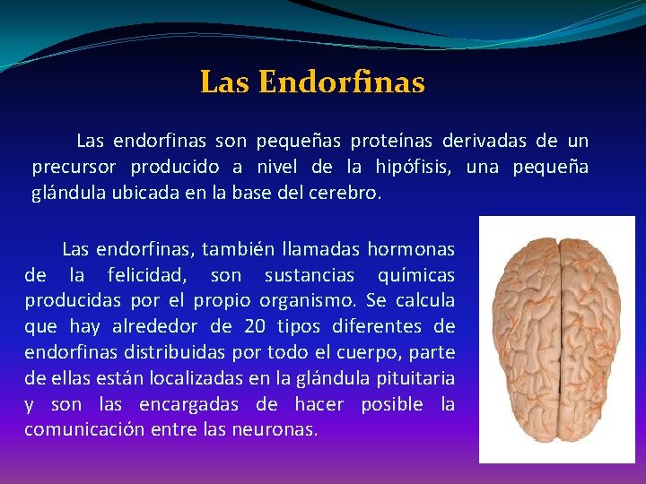  Las Endorfinas Las endorfinas son pequeñas proteínas derivadas de un precursor producido a