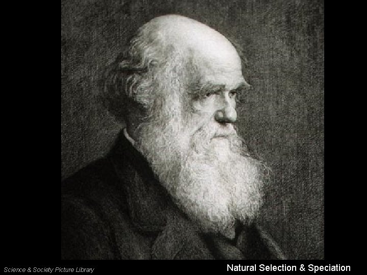 Science & Society Picture Library Natural Selection & Speciation 