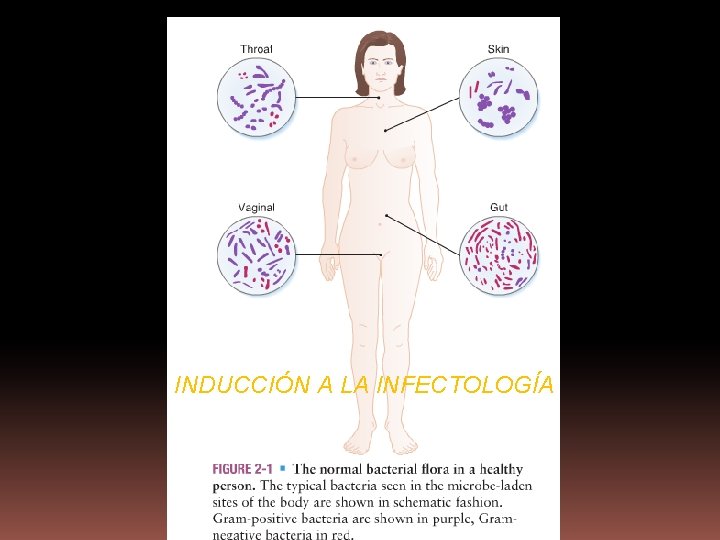 INDUCCIÓN A LA INFECTOLOGÍA 