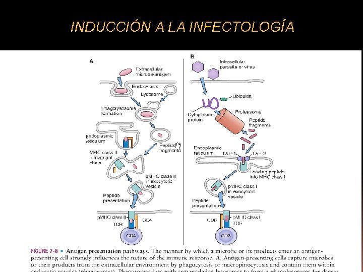 INDUCCIÓN A LA INFECTOLOGÍA 