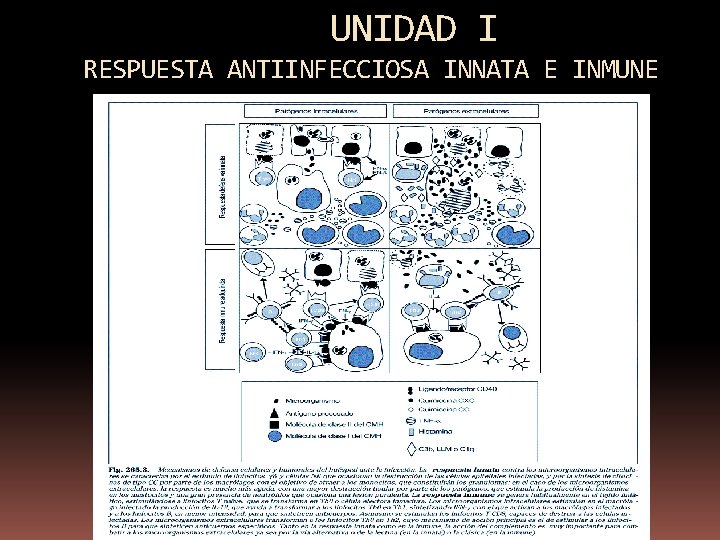 UNIDAD I RESPUESTA ANTIINFECCIOSA INNATA E INMUNE 