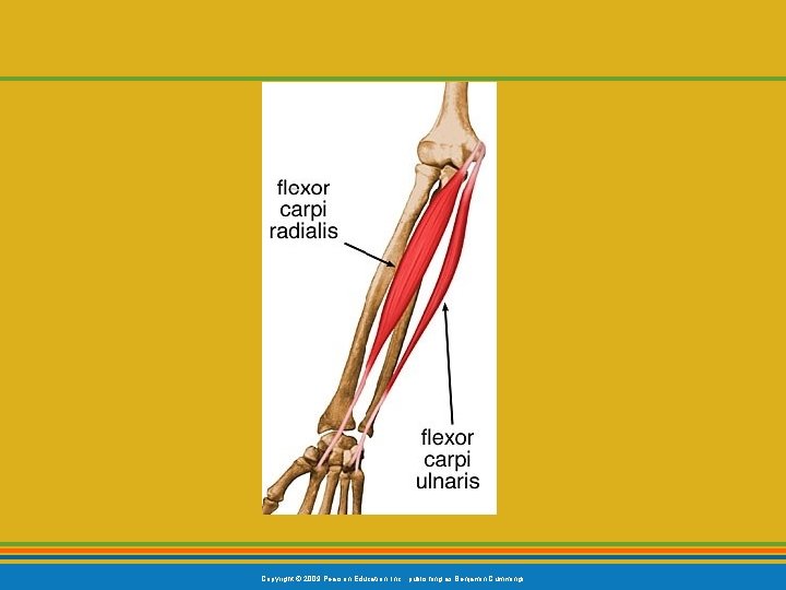 Copyright © 2009 Pearson Education, Inc. , publishing as Benjamin Cummings 