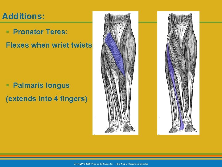 Additions: § Pronator Teres: Flexes when wrist twists § Palmaris longus (extends into 4
