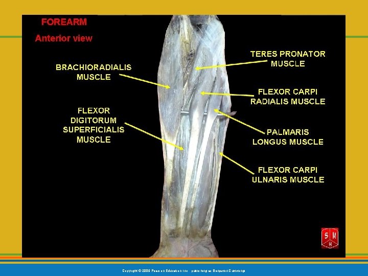 Copyright © 2009 Pearson Education, Inc. , publishing as Benjamin Cummings 
