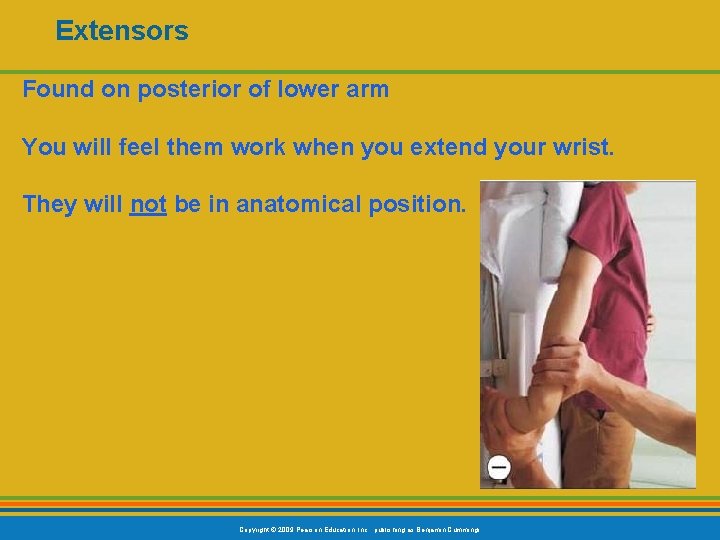 Extensors Found on posterior of lower arm You will feel them work when you