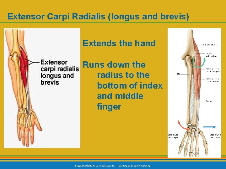Extensor Carpi Radialis (longus and brevis) Extends the hand Runs down the radius to