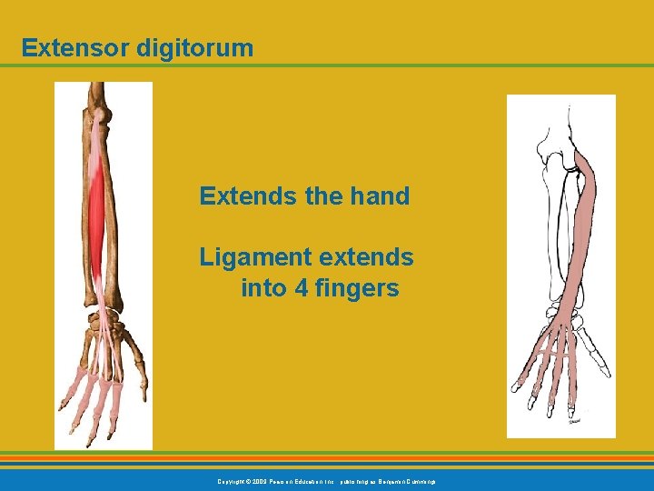 Extensor digitorum Extends the hand Ligament extends into 4 fingers Copyright © 2009 Pearson