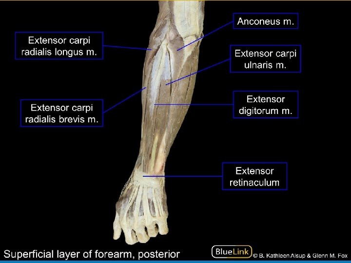 Copyright © 2009 Pearson Education, Inc. , publishing as Benjamin Cummings 