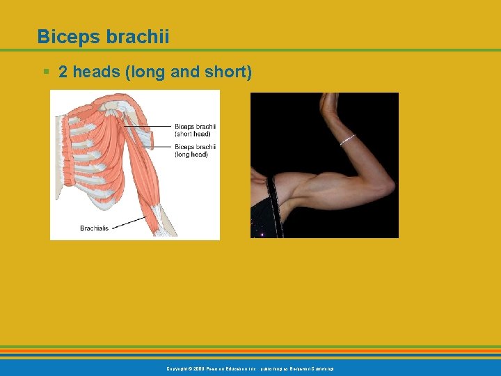 Biceps brachii § 2 heads (long and short) Copyright © 2009 Pearson Education, Inc.