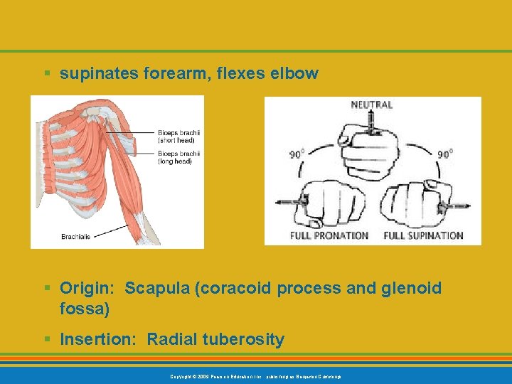 § supinates forearm, flexes elbow § Origin: Scapula (coracoid process and glenoid fossa) §