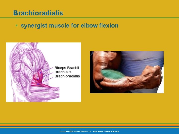 Brachioradialis § synergist muscle for elbow flexion Copyright © 2009 Pearson Education, Inc. ,