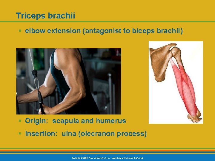 Triceps brachii § elbow extension (antagonist to biceps brachii) § Origin: scapula and humerus