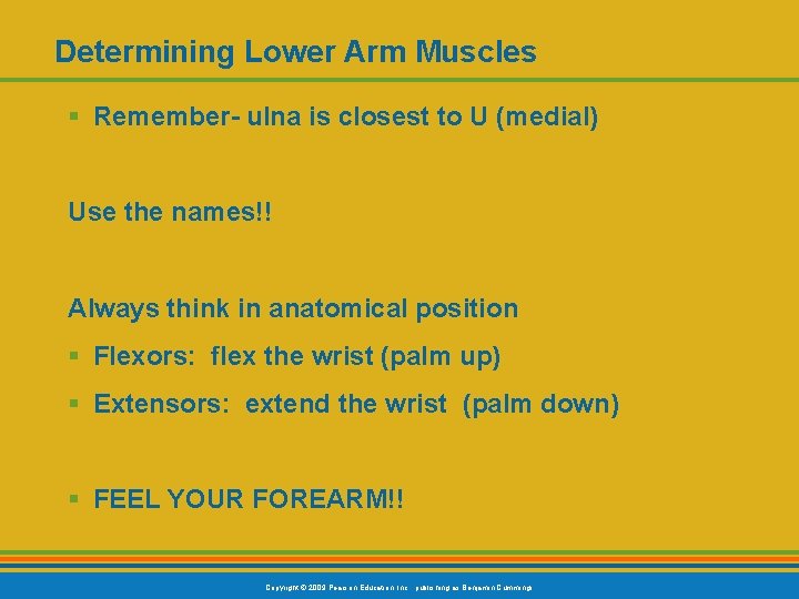 Determining Lower Arm Muscles § Remember- ulna is closest to U (medial) Use the