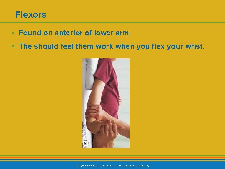 Flexors § Found on anterior of lower arm § The should feel them work