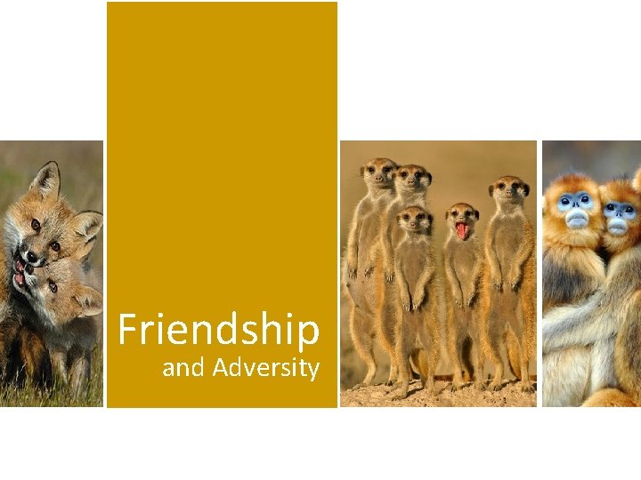 Friendship and Adversity 