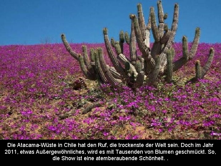 Die Atacama-Wüste in Chile hat den Ruf, die trockenste der Welt sein. Doch im