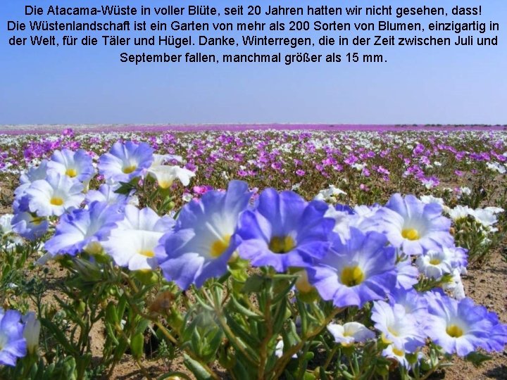 Die Atacama-Wüste in voller Blüte, seit 20 Jahren hatten wir nicht gesehen, dass! Die