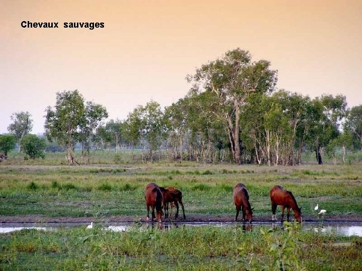 Chevaux sauvages 