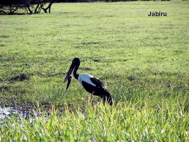 Jabiru 