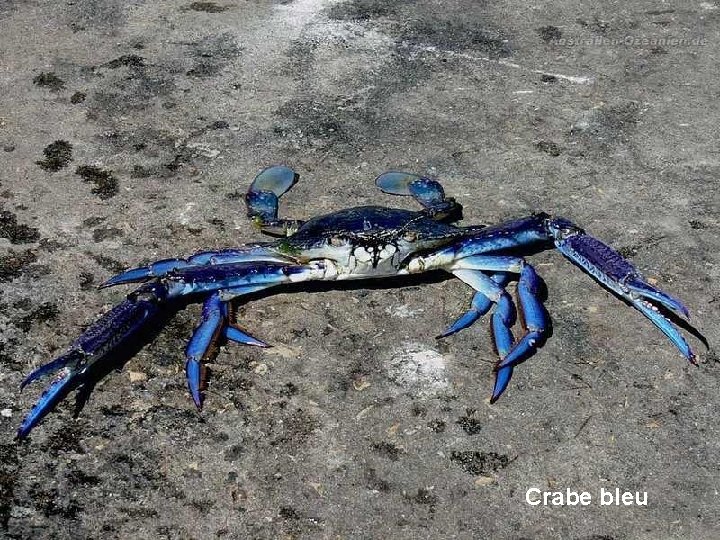 Crabe bleu 