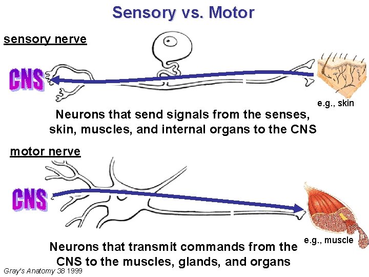 Sensory vs. Motor sensory nerve Neurons that send signals from the senses, skin, muscles,