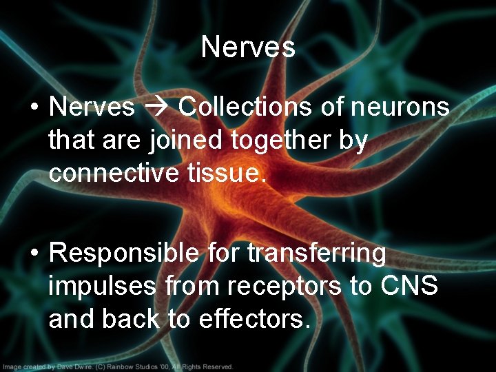 Nerves • Nerves Collections of neurons that are joined together by connective tissue. •